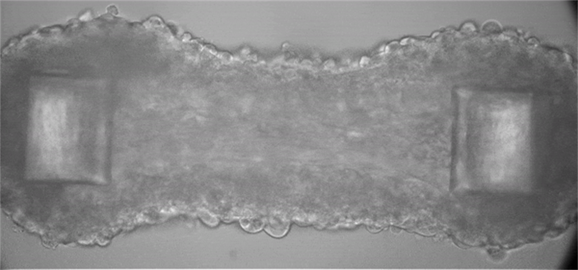 This muscle microtissue, on a 500-micron-tall platform developed by UD Professor Elise Corbin, can be stimulated to contract, providing researchers with new information about muscle force and function.