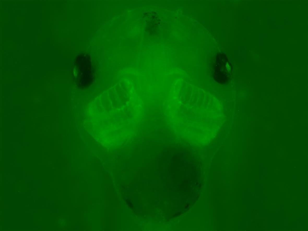 This image, captured by Yu Shi of the Wei Lab, shows normal development of the neural crest in a tadpole.